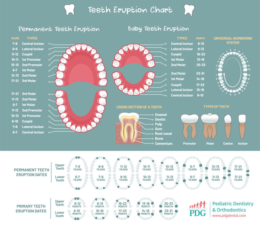 Baby eruption chart PDG